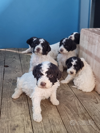 Cuccioli di lagotto romagnolo