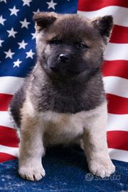 Akita americano