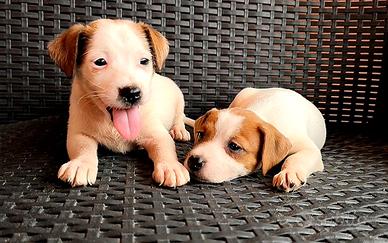 Jack Russell cuccioli