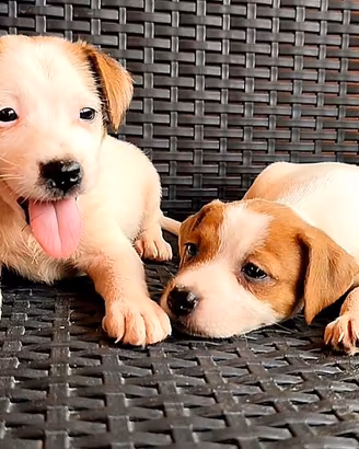 Jack Russell cuccioli