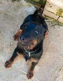 Jagd terrier
