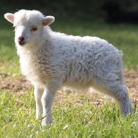 Agnellini d'ouessant