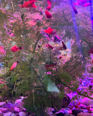 Platy mix