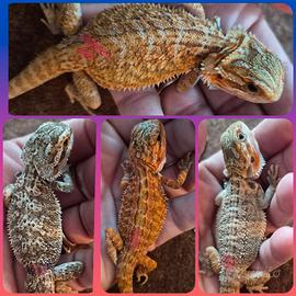 Pogona vitticeps, drago barbuto