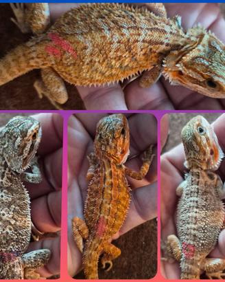 Pogona vitticeps, drago barbuto