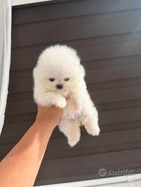 Spitz nano Pomerania