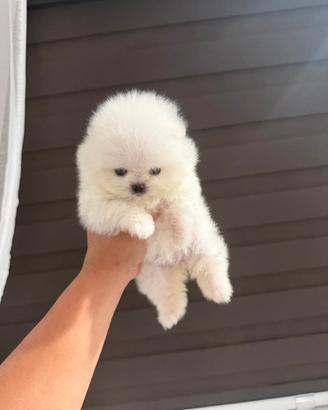 Spitz nano Pomerania