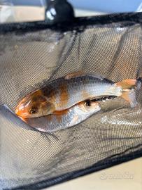 Carpe Koi