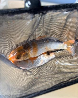 Carpe Koi