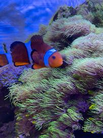 Acquario marino
