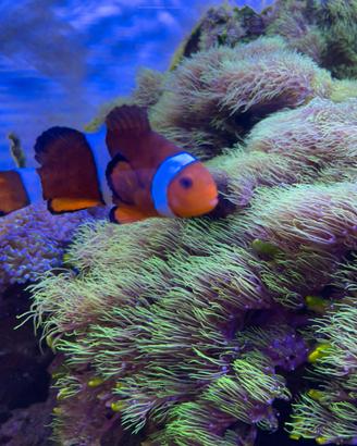 Acquario marino