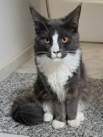 cucciola maine coon