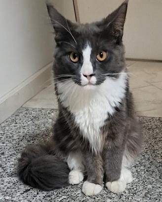 cucciola maine coon