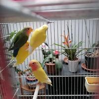 Agapornis roseicollis diverse mutazioni 15 euro ca