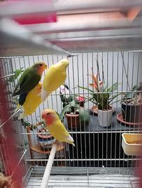 Agapornis roseicollis diverse mutazioni 15 euro ca