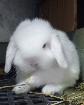 Conigli nani Ariete cuccioli