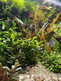 Acquario Oase 175 higline