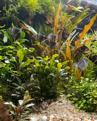 Acquario Oase 175 higline