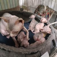 Cuccioli gatto sphynx