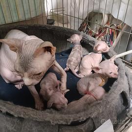 Cuccioli gatto sphynx