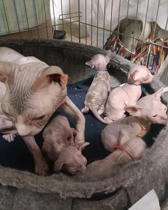 Cuccioli gatto sphynx