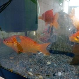 Ibrido carpa koi