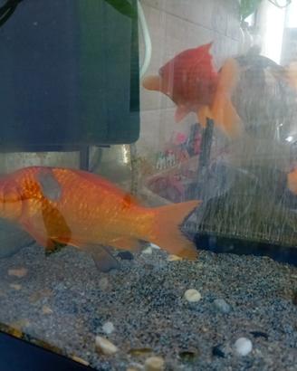 Ibrido carpa koi