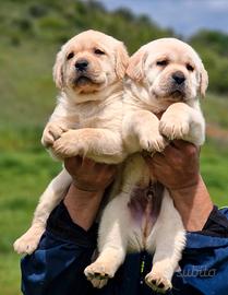 Cuccioli di Labrador - Pedigree - Lastre HDA ED0