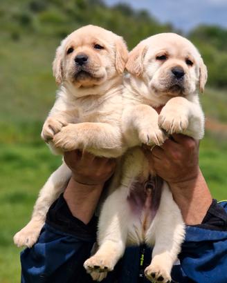 Cuccioli di Labrador - Pedigree - Lastre HDA ED0