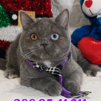 Scottish Straight occhi impari