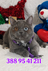 Scottish Straight occhi impari