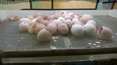 Incubatrice 50 Uova con oblò