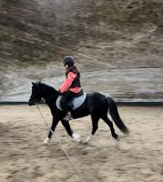 Vendita cavallo/pony