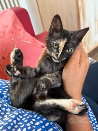 Gattina calico in adozione provincia di Lecce