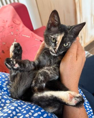 Gattina calico in adozione provincia di Lecce