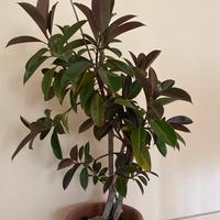 Ficus elastica
