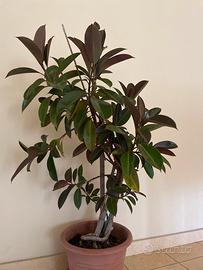 Ficus elastica