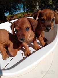 Cuccioli di bassotto