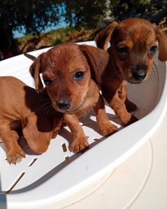 Cuccioli di bassotto