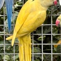 Parrocchetto dal collare