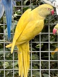 Parrocchetto dal collare