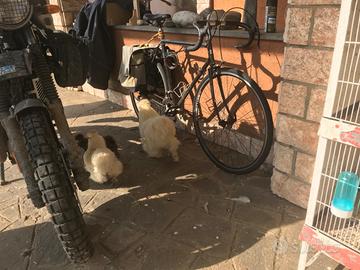 Galline moroseta vari colori