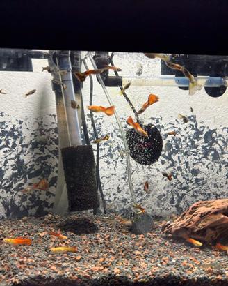 Pesci guppy