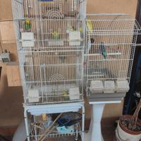 Cocorite meravigliose + 2 voliere