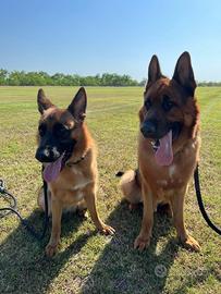 Cuccioli pastore tedesco