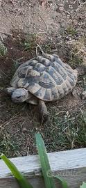 Testudo Hemanni boettgeri maschio