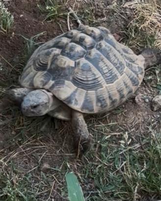 Testudo Hemanni boettgeri maschio