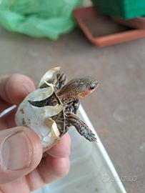 Rhinoclemmys Pulcherrima Manni Baby