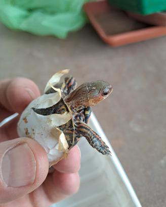 Rhinoclemmys Pulcherrima Manni Baby