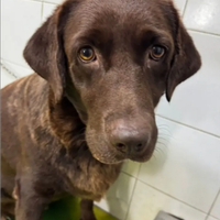 Amarena Labrador Chocolcerca adozione